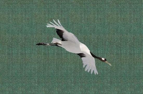 ���к�����׶Ա�ͼ�������Ըߴ�99%