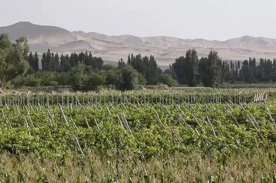 ɳĮ�е�����